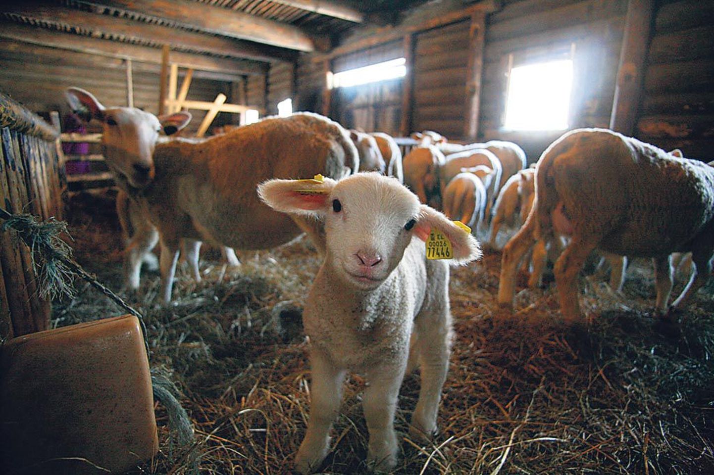 2. Eesti valgepealised lambad on toonud tänavu talumuuseumi karja 17 talle ja see ei ole lõplik arv.