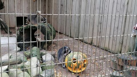 В Таллиннском зоопарке прошел тыквенный праздник