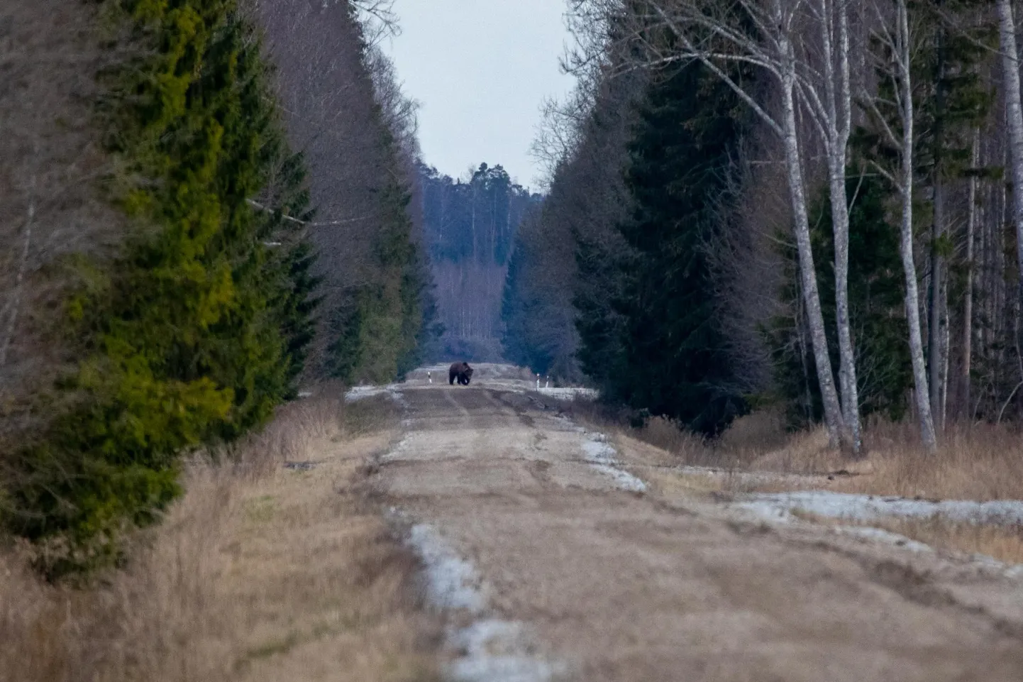 Suur karu eile õhtul Peressaare kandis.