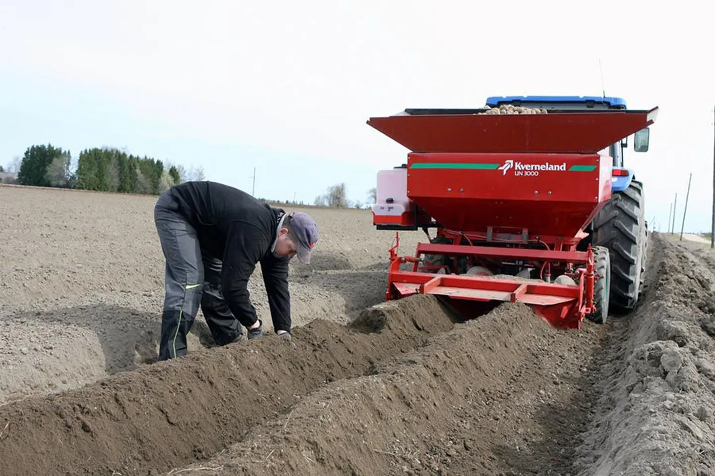 Seemnekartuli kasvatamine on nii peen töö, et sellega juba pikki aastaid tegelenud Maido Saarman peab mugulaid maha pannes aeg-ajalt vaole laskuma ja masina täpsust suisa mõõdulindiga kontrollima.