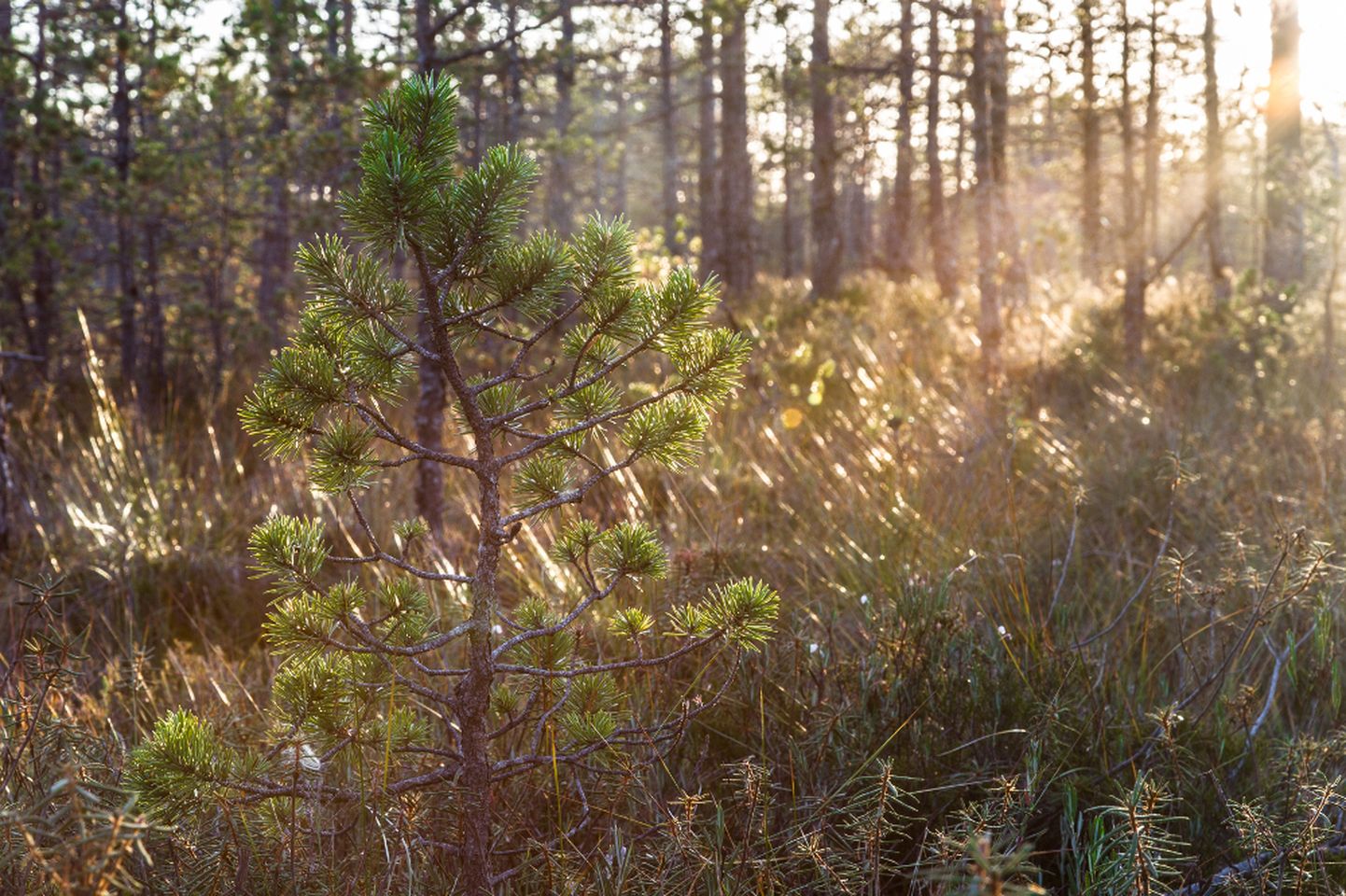 Praegu on Eesti metsamaast vähem või rohkem range kaitse all ligemale veerand. 
MATTI KÄMÄRÄ