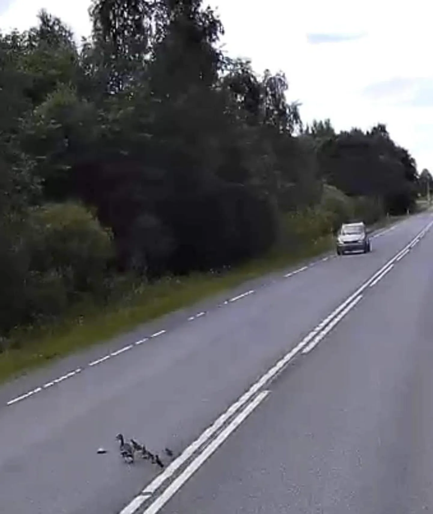 Pardipere hetk enne seda, kui mopeedauto sellest üle sõidab. Väljavõte Tony Ehasalu raskeveoki kaamera videost.
