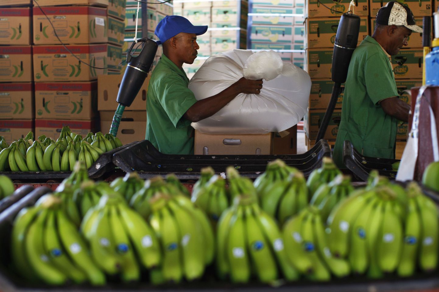 Õiglase kaubanduse banaanide pakendamine Dominikaani Vabariigis.