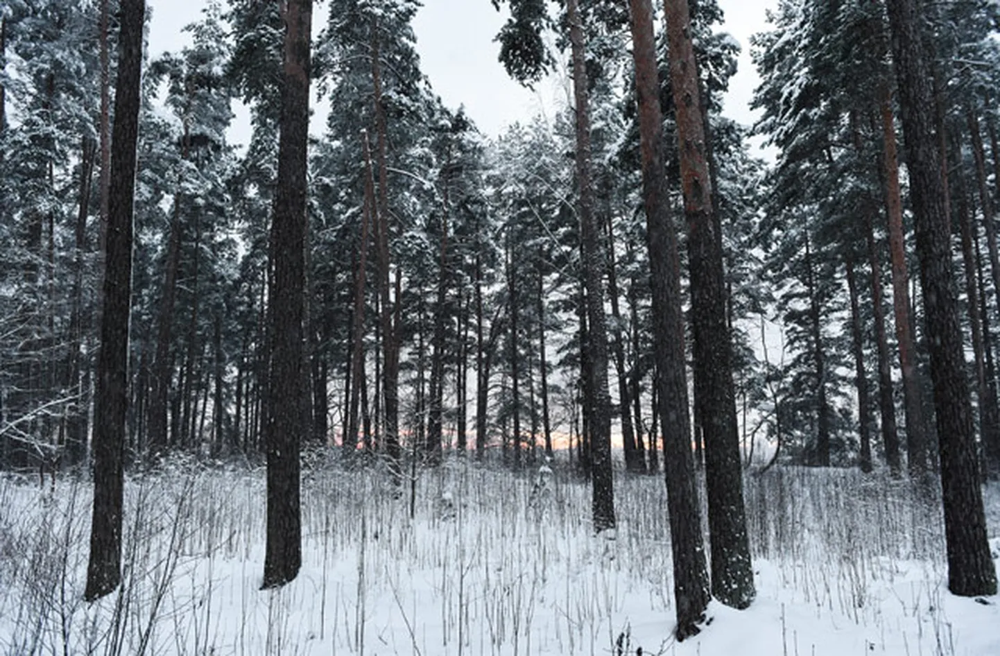Raksta foto