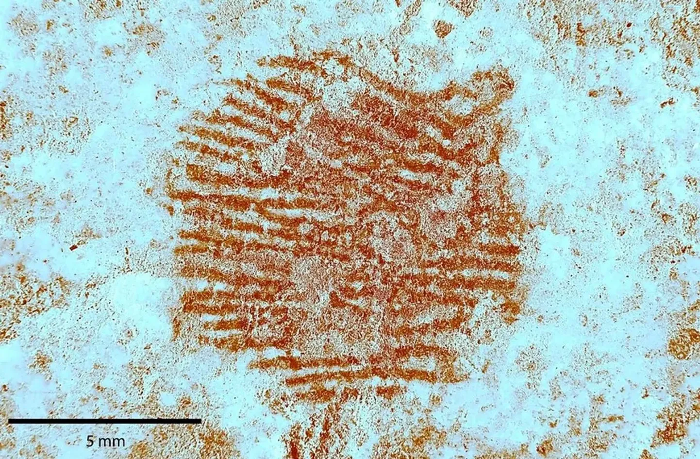 See 43 000 aasta vanune sõrmejälg on alles teine teadaolev neandertallase sõrmejälg ning esimene selline, mis on jäetud tahtlikult.