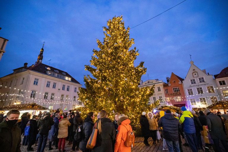 Рождественская ель на Ратушной площади Таллинна
