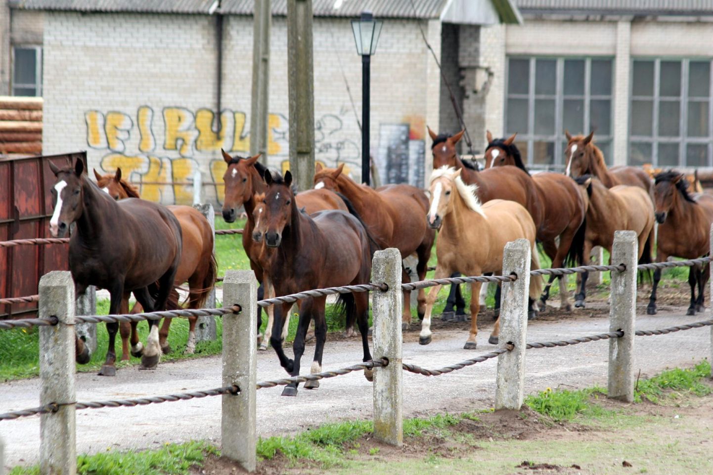Tori hobusekasvanduses toimuvad ülehomme hobuste jõudluskontrolli päeva puhul sõidu- ja veokatsed.