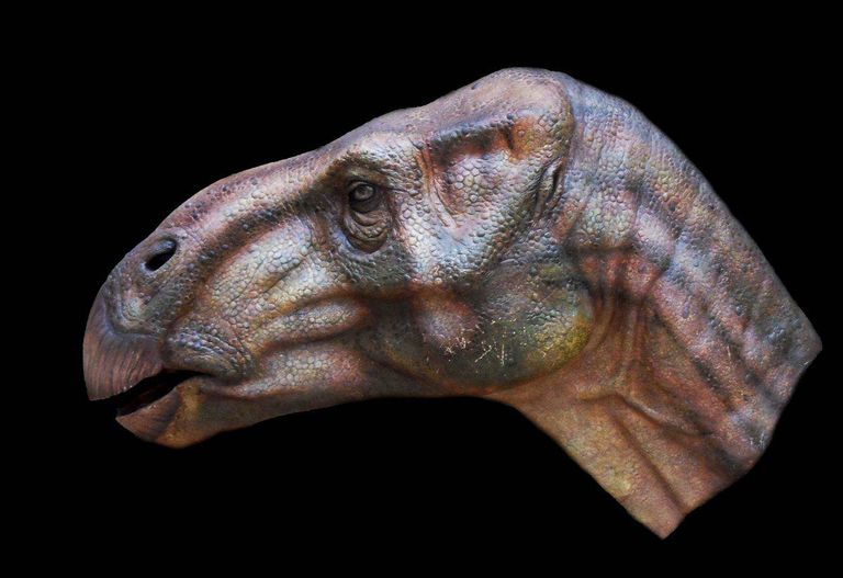 Iguanodon bernissartens'ise pea rekonstruktsioon