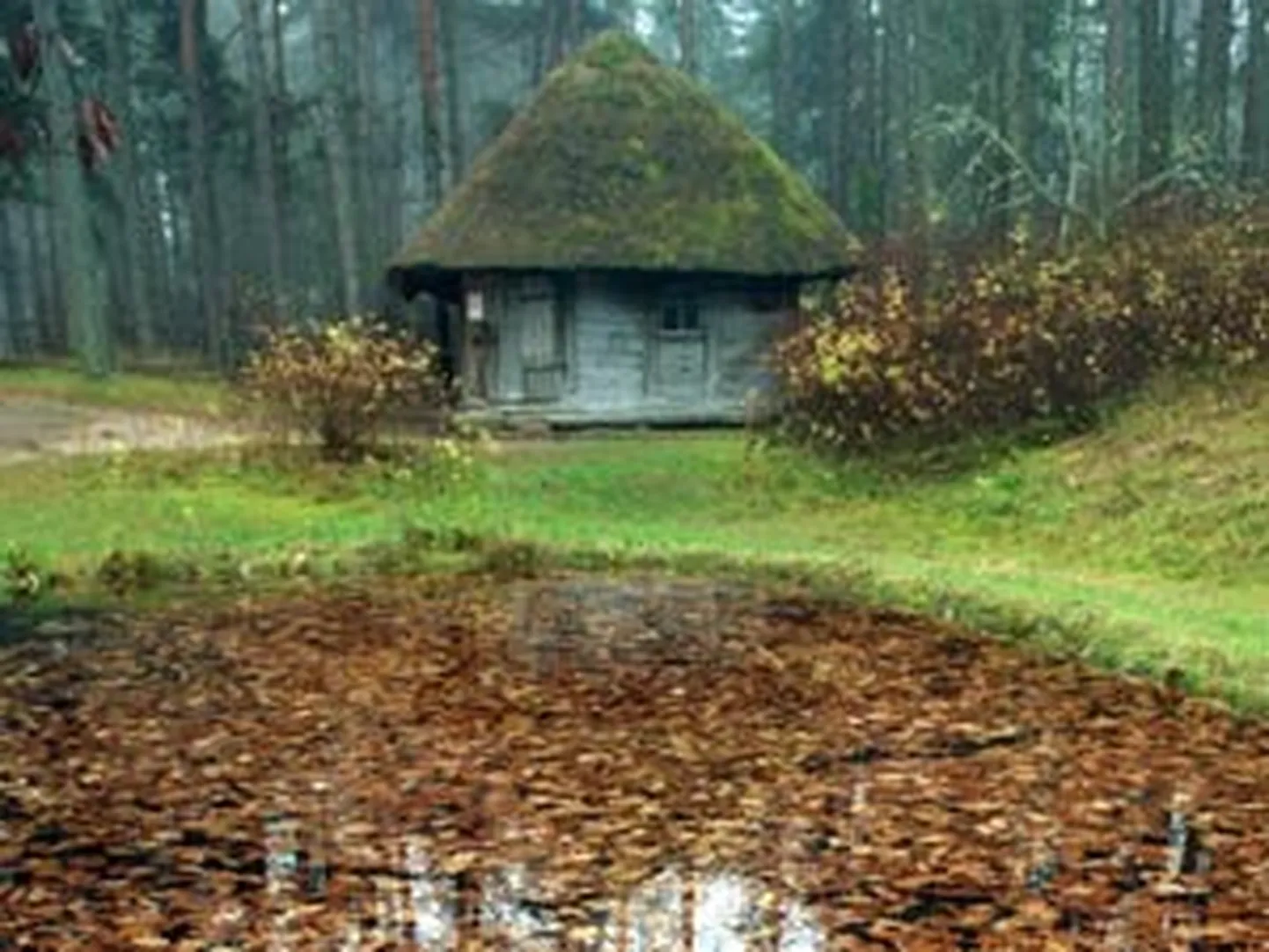 Raksta foto