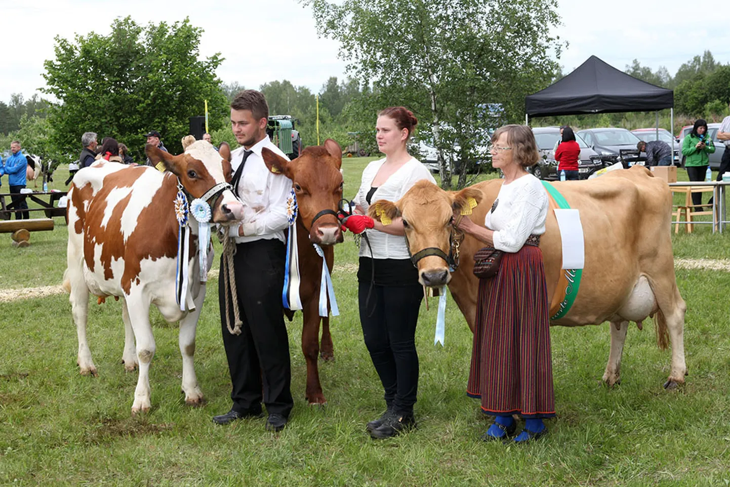 SAARTE VISS 2014: Vasakult holsteinide võitja, Kõljala POÜ lehm Liida (esitleja Lauri Post), punase tõu parim Kärla PÜ lehm Potsu (Sirle Oeselg) ja maakarja parim, võistluste vanim osavõtja, Saare Maakari OÜ kümneaastane lehm Ülane (Liia Sooäär).