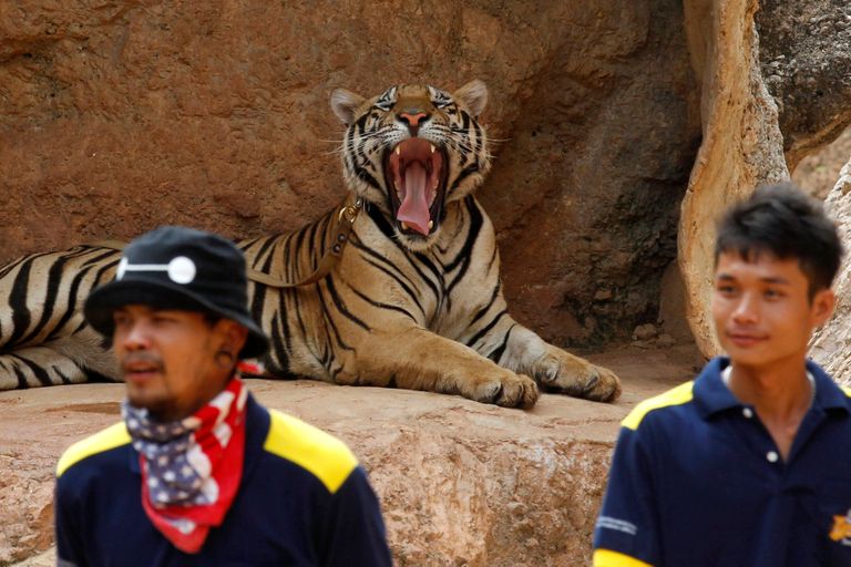 Budistlikus templis hoitavate tiigrite eemaldamine