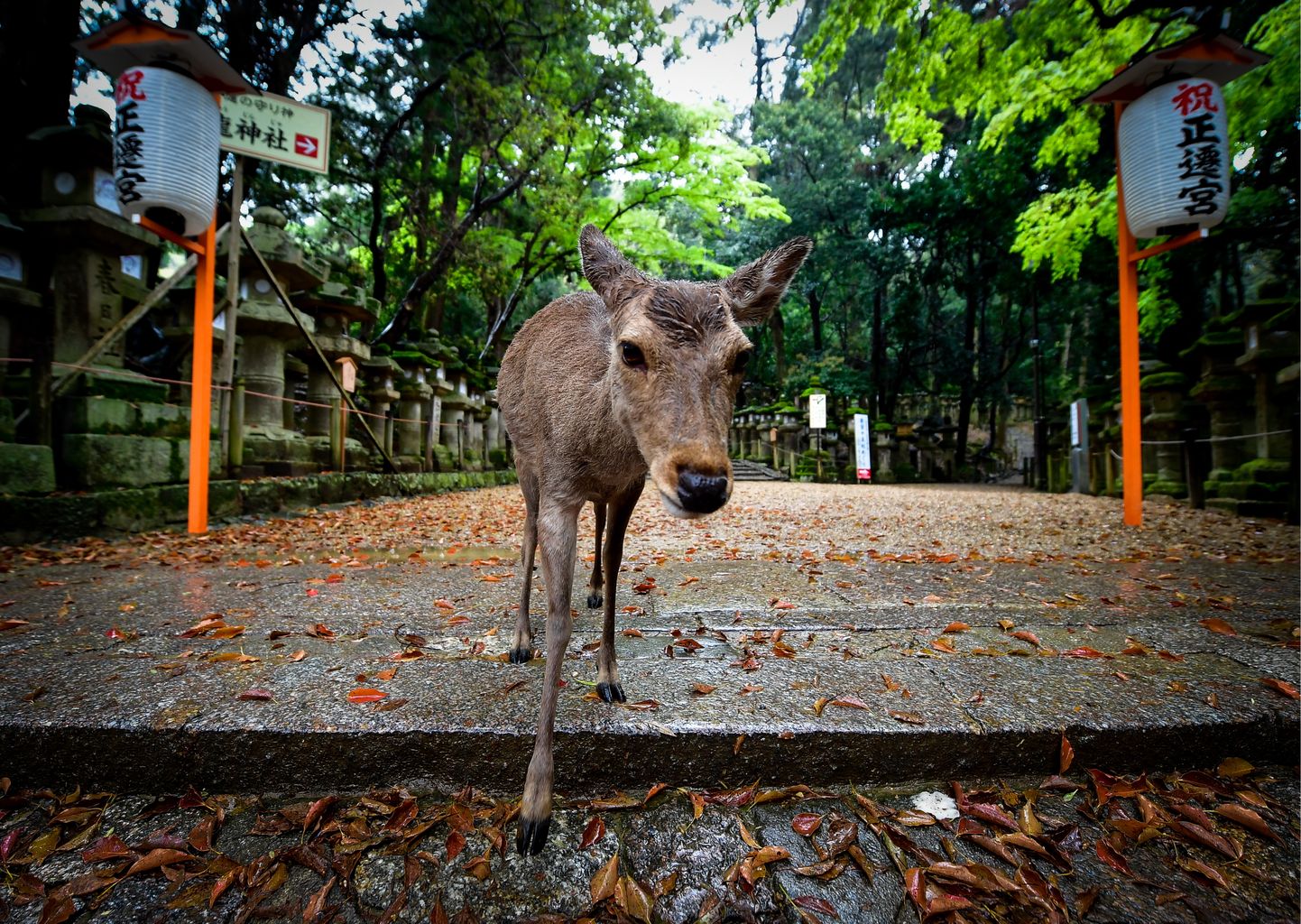 Hirv Jaapanis Nara pargis.