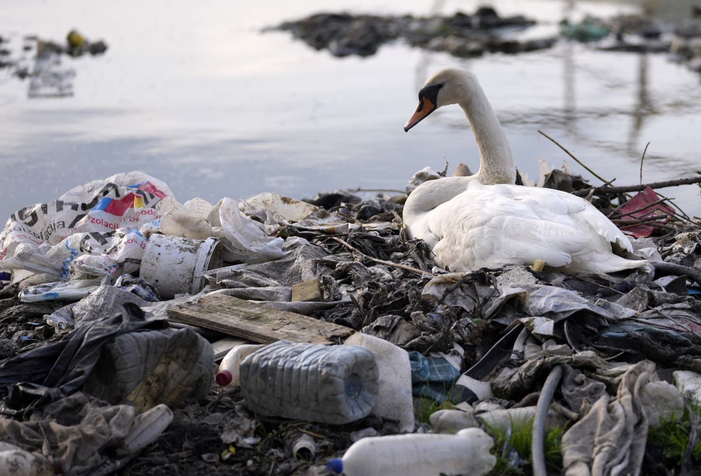 Luik Serbia pealinnas Belgradis, Doonau jõe ääres, kesest kaldale uhutud plastikjäätmeid, 18. aprill 2022.