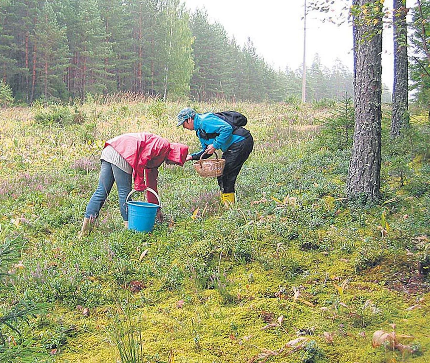 Ei peagi ootama sügist, et metsaande korjama minna. Virumaa metsadest leidus juba enne jaanipäevagi nii seeni kui metsmaasikaid.