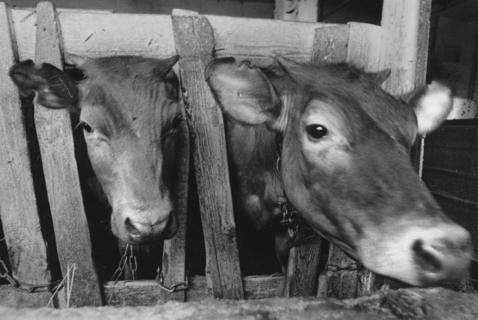 Lehmad kolhoosi laudas. Foto 1980-ndatest.