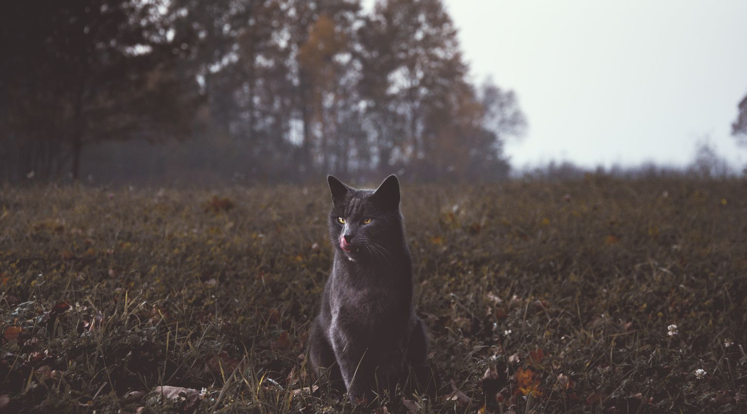 Kaķis rudenī. Ilustratīvs attēls