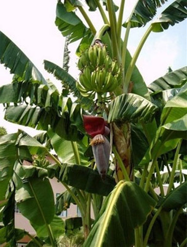 Как цветет банан. Банановая Пальма цветет. Цветение банана. Цветение бананового дерева. Банановое дерево цветет.