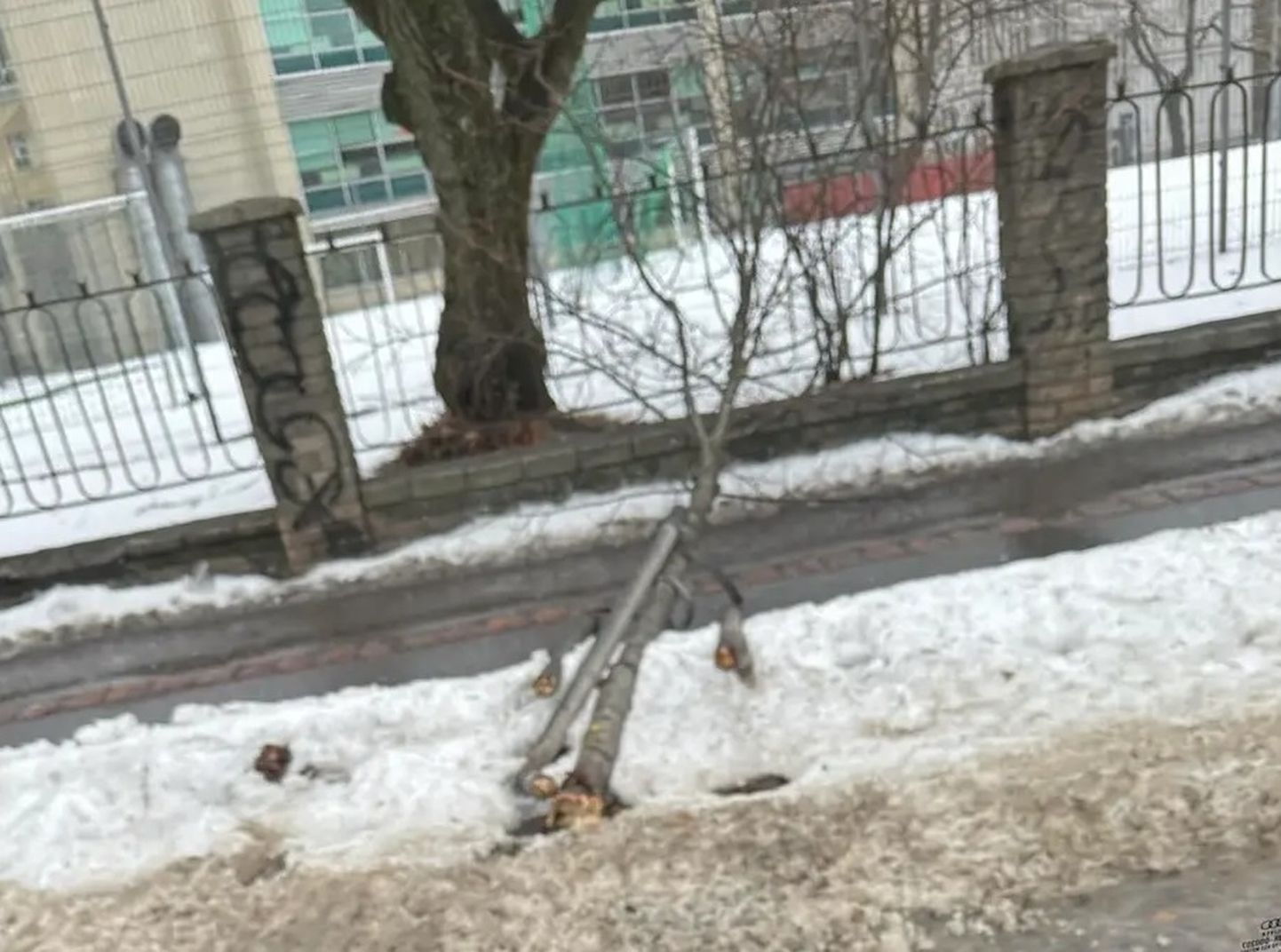 Eksinud liinibuss murdis Tallinnas tagurdades puu.
