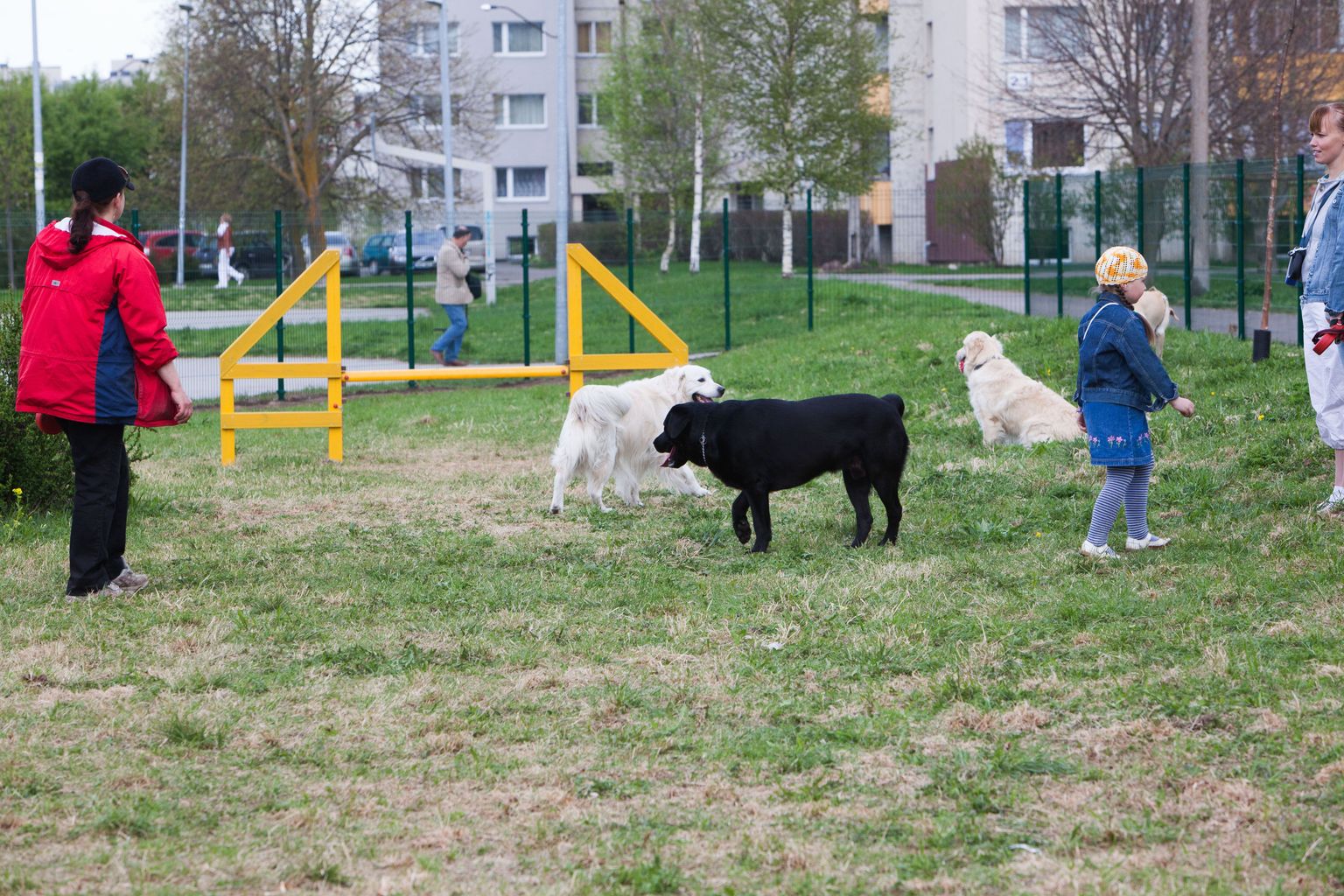 Площадка для выгула собак. Фото иллюстративное.