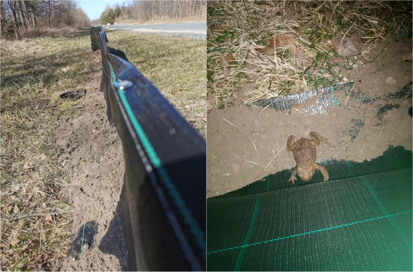 Žodziņi krupju glābšanai