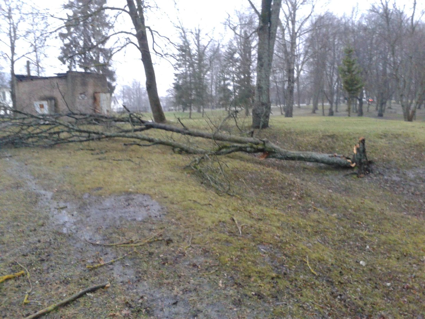 Lisaks sellele, et Valgamaal on mitmeid elektrikatkestustusi, murdis tormituul ka puid. Valga linnapargis