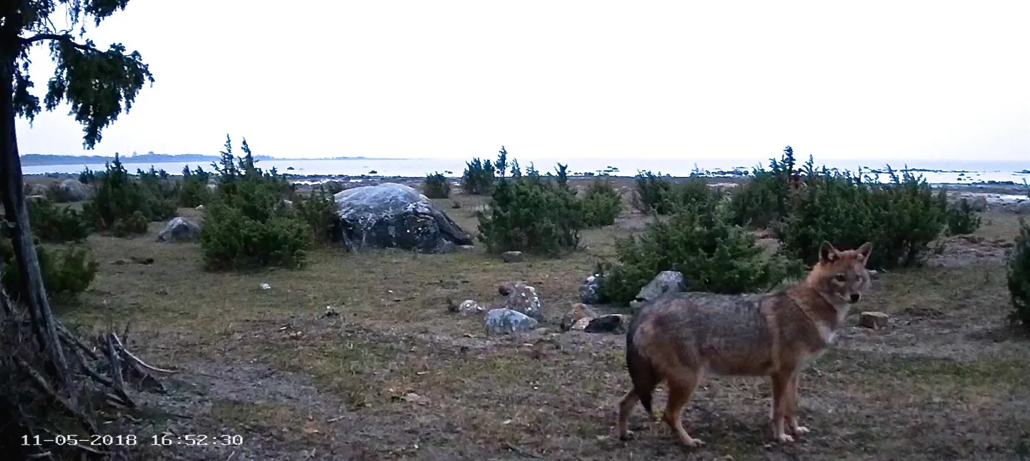 Šaakalid jäävad rajakaamera ette tihti isegi mitu korda ööpäevas.