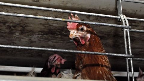 Gājienā pret dējējvistu turēšanu sprostu sistēmās devušies ap 250 dalībnieku