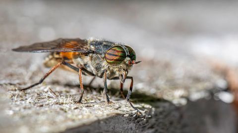 HARULDANE JUHTUM ⟩ Soome mees sai borrelioosi parmu hammustusest