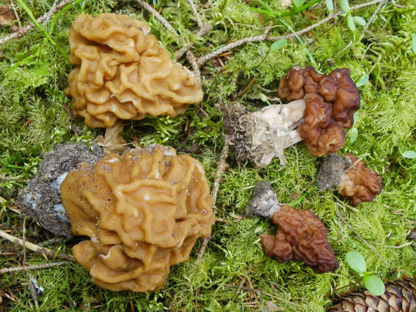 Divas bisīšu sugas kopā: Lielākā un gaišākā ir dižā bisīte Gyromitra gigas, mazākā un tumšākā - parastā bisīte Gyromitra esculenta.
