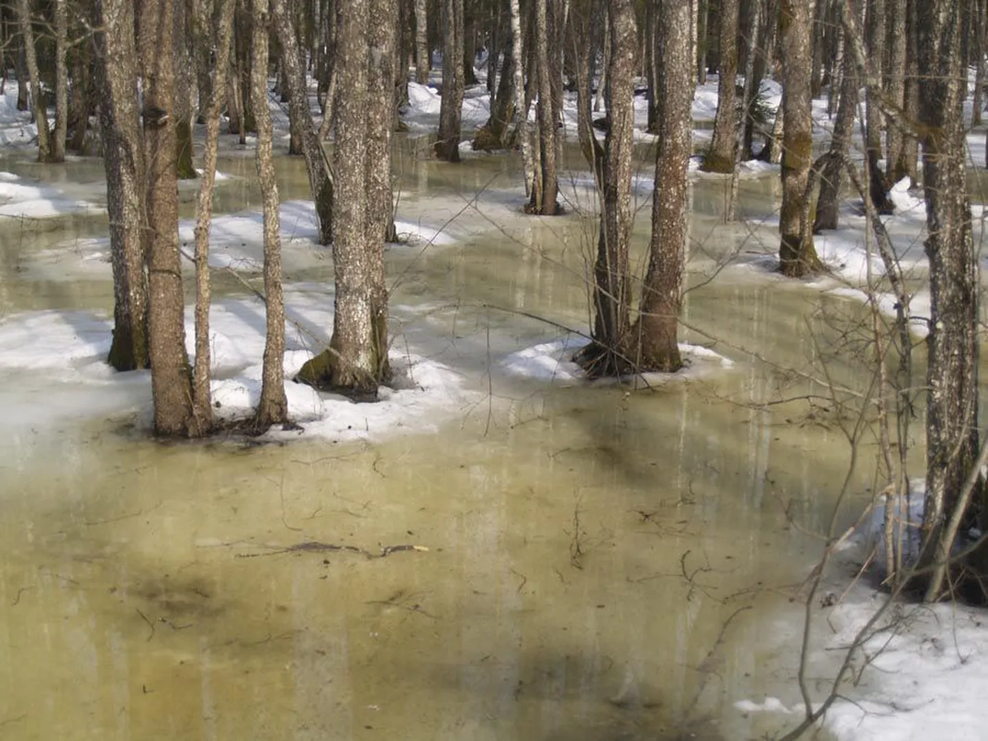 Enamasti on Soomaal jõed veel kenasti sängis, kuid Härmal on vesi juba metsa alla tunginud. Soomaa turismiettevõtja Aivar Ruukli ennustuse järgi peaks kõige suurem üleujutus kohale jõudma 15. aprilli paiku.