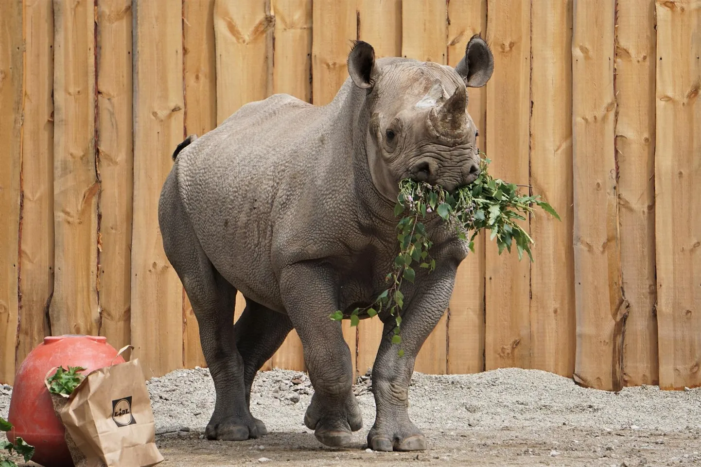 Kibibi, a 13-year-old female East African black rhinoceros of the Tallinn Zoo, was euthanized by veterinarians on Friday due to continuing health problems.