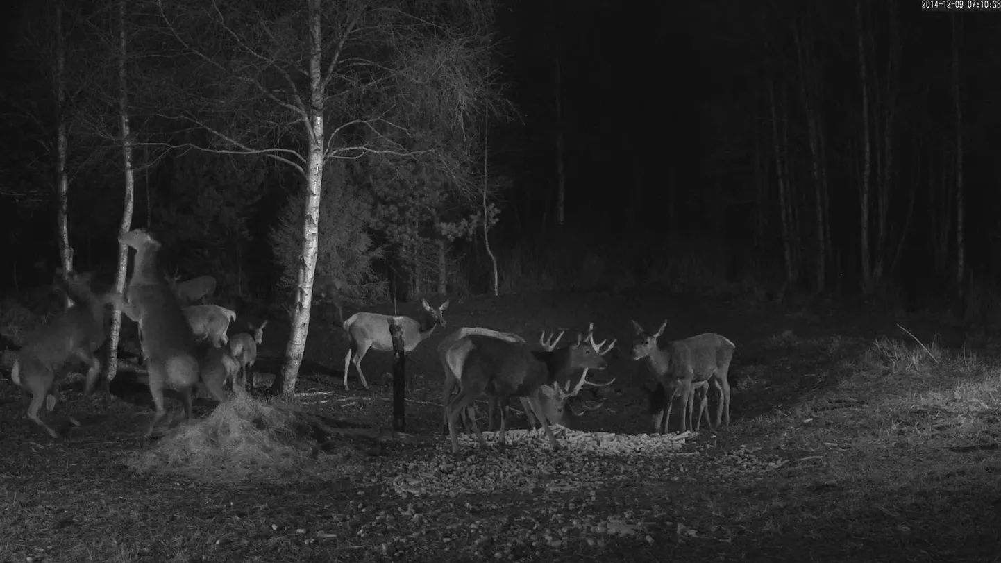 RMK hirvekaamera ette jäi korraga 16 looma
