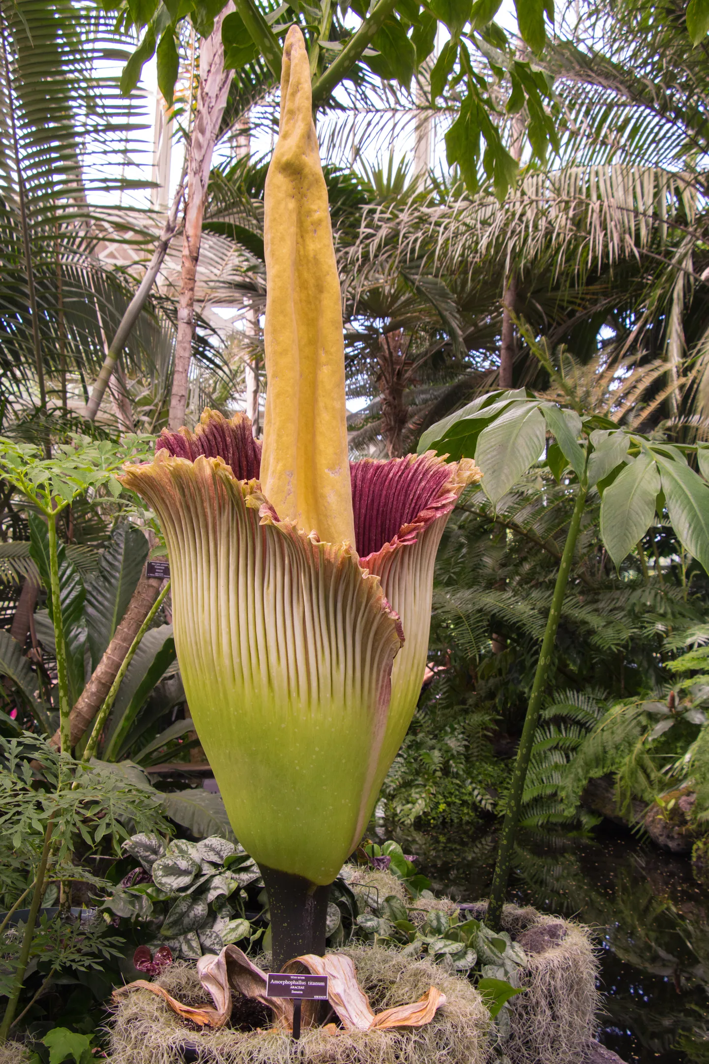 Amorphophallus titanum, mida tuntakse ka haisva laibalillena