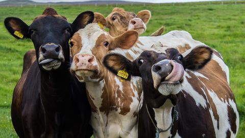 СКАЖИ МУ ⟩ Узнай, сколько коров Эстонии было названо твоим именем: опубликован список популярных коровьих кличек
