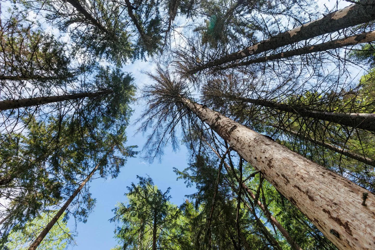 Kahjustatud või kuivanud puud on kuuse-kooreüraskile hea pesitsuspaik.