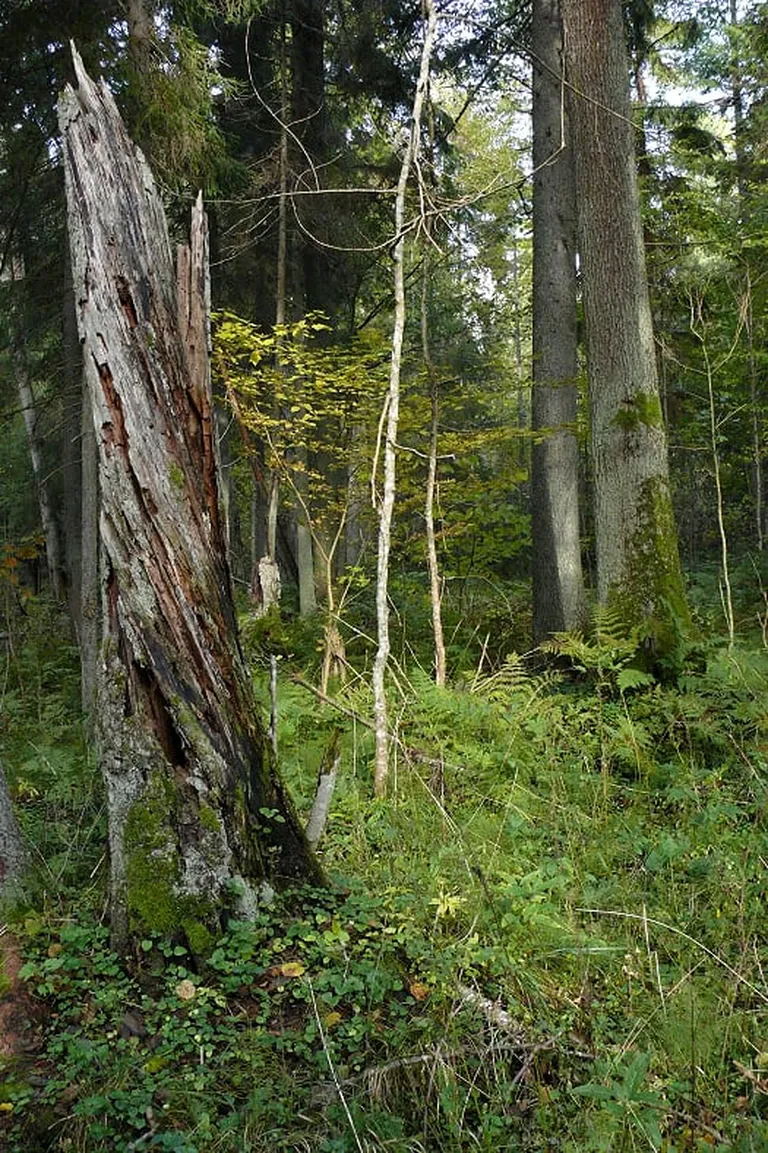 Põlismets Järvseljal.