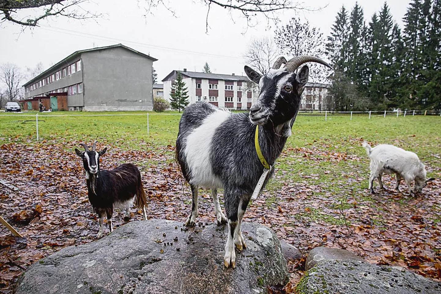 Pärnumaa on kitsede poolest Eesti rikkaim piirkond. Pildil Sander Pärna kitsekari Tihemetsas.