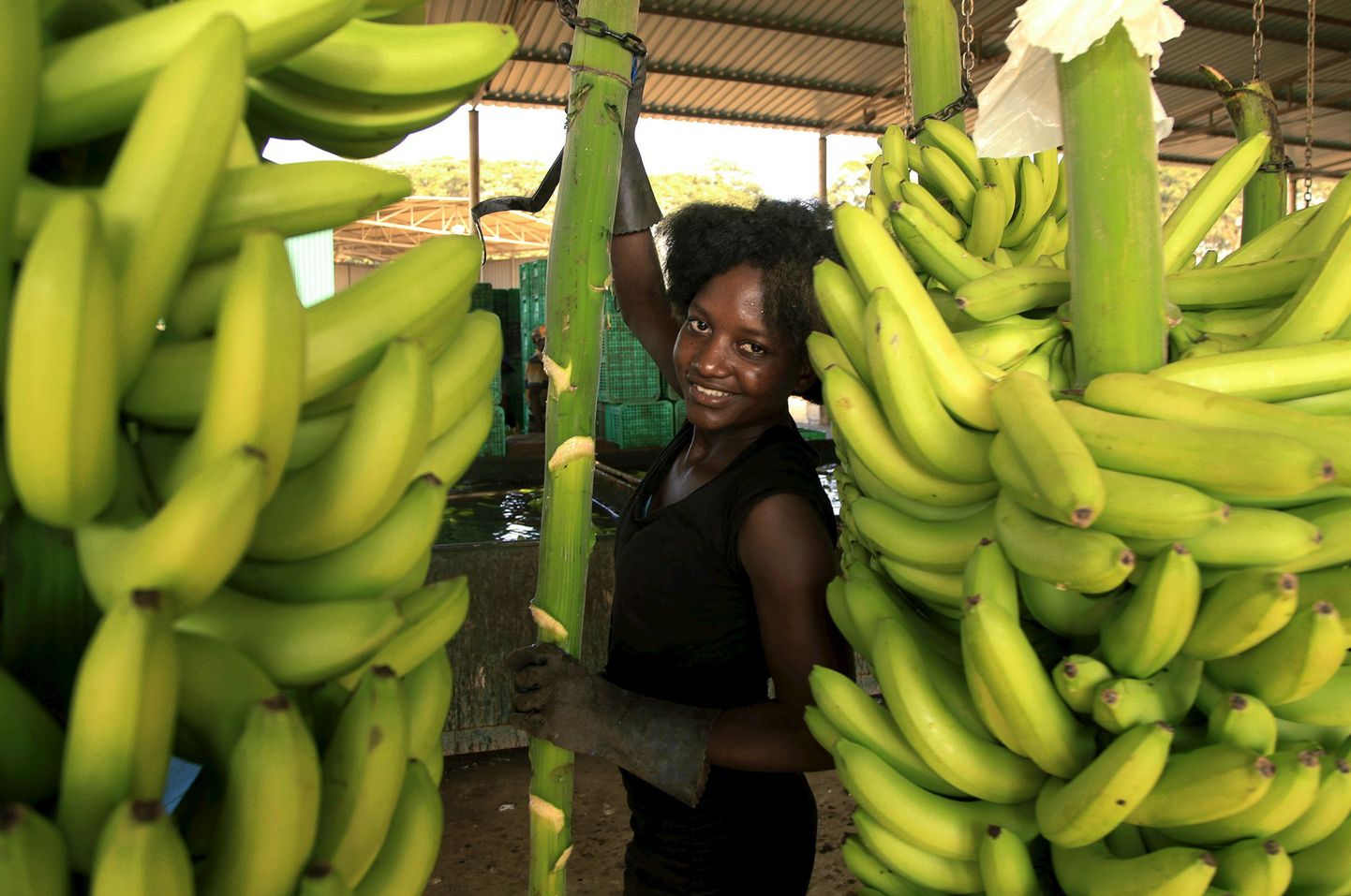 Banaanikasvataja Angoolas