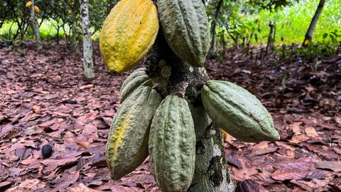Šokolaadi ähvardab hinnatõus ⟩ Kakaohinnad purustavad rekordeid