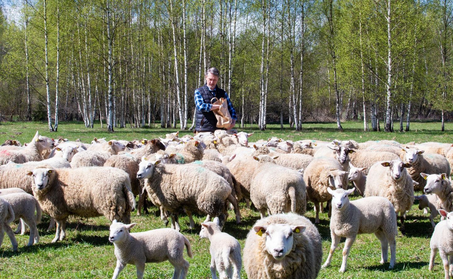 Mida teeb OÜ Karupüksid? Mõistagi kasvatab nende kudumiseks villa saamiseks lambaid, vastab Peipsiääre valla Savastvere küla Karu talus tegutseva OÜ Karupüksid juht Berni Valge.