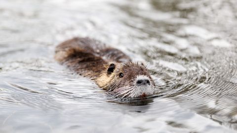 Kobras langetas Lääne-Virumaal kolm suurt puud