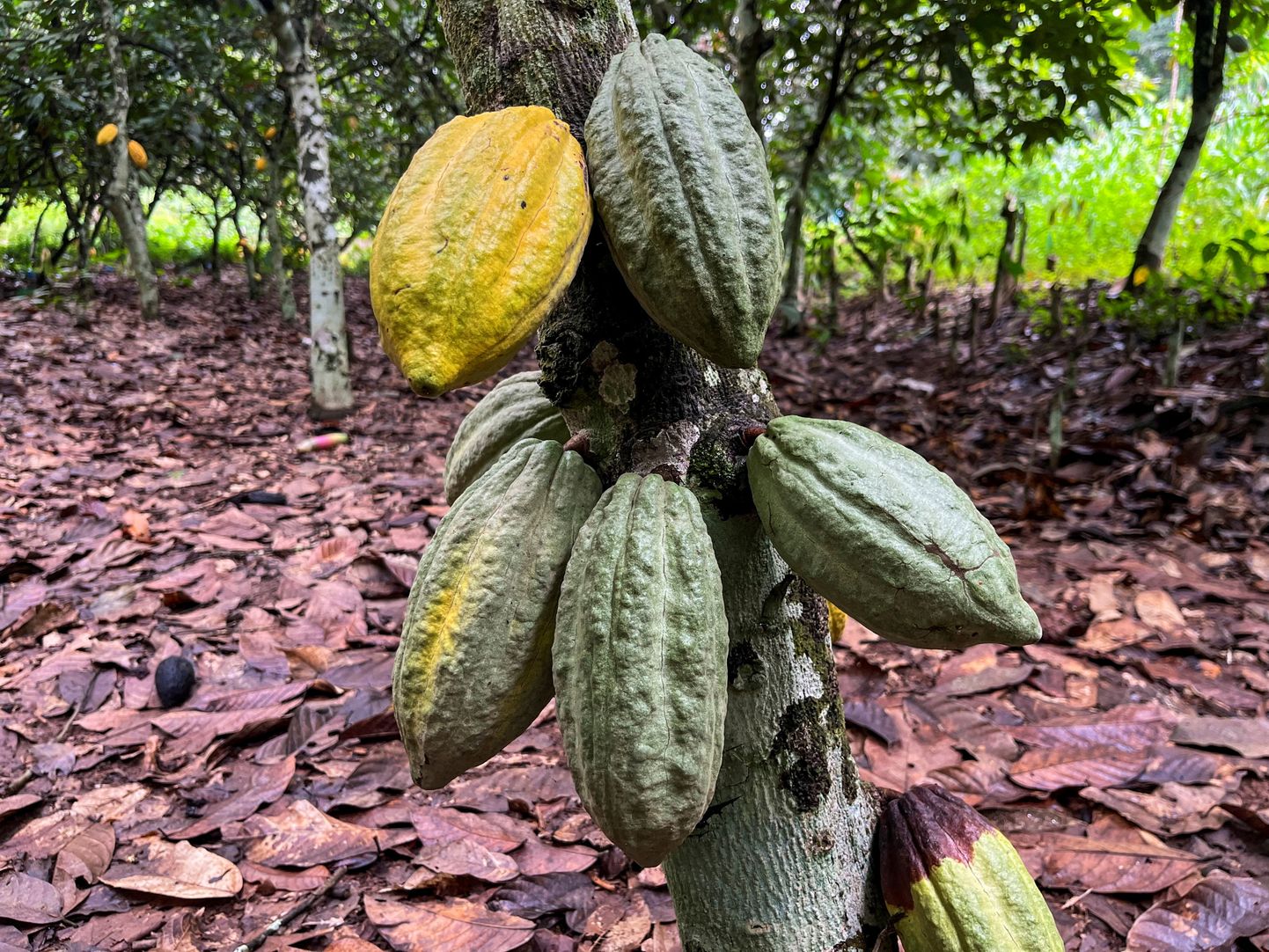 Kakaofarm Elevandiluurannikul.