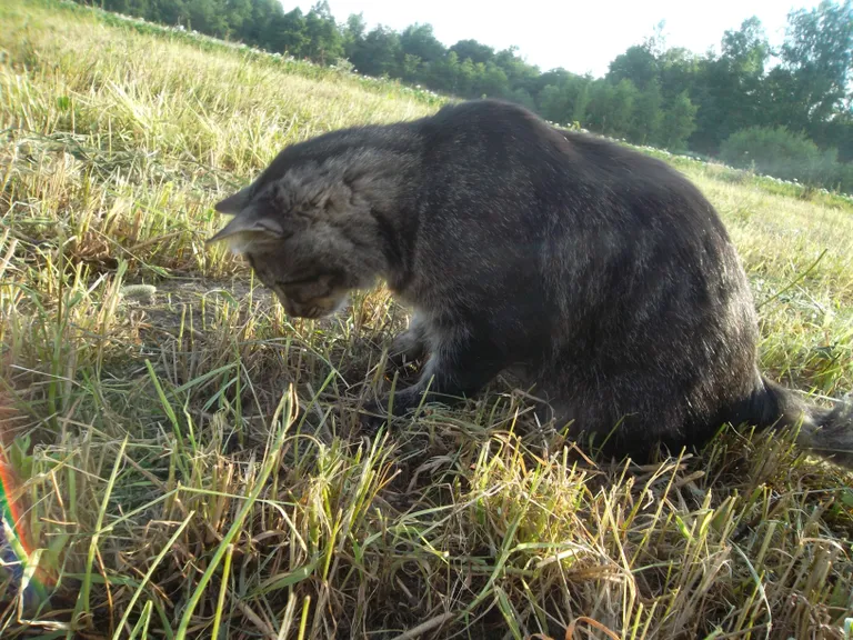 Tiiger armastab jahi pidamist. Foto: