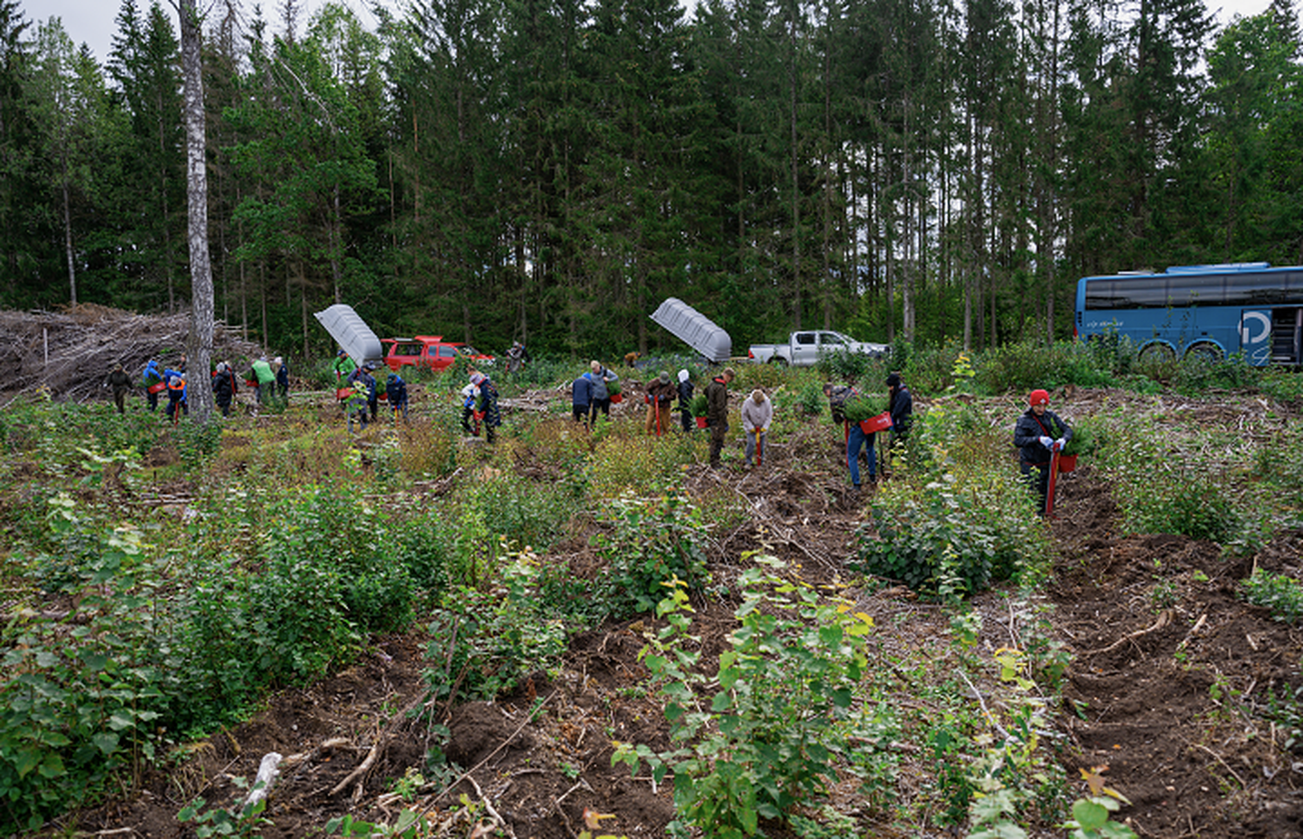 Команда Rally Estonia вместе с партнерами посадила 8000 деревьев в государственном лесу.