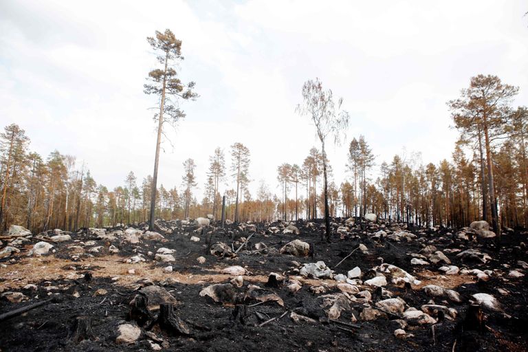 Põlenud mets Rootsi keskosas Ljusdalis.