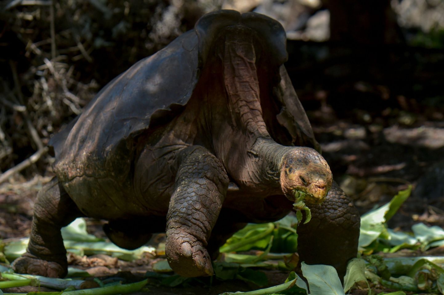 Galapagu bruņurupucis.