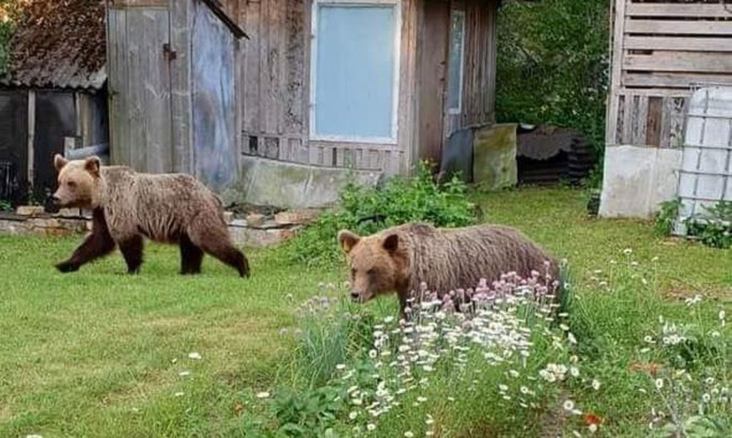 Медведи Поля и Проша могут погибнуть от рук охотников.