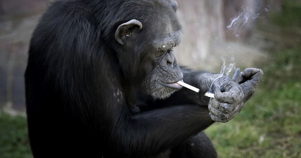 Foto: Zoodārza apmeklētājus piesaista ar smēķējošu šimpanzi - Dzīvnieki -  Daba un dzīvnieki - Apollo.lv