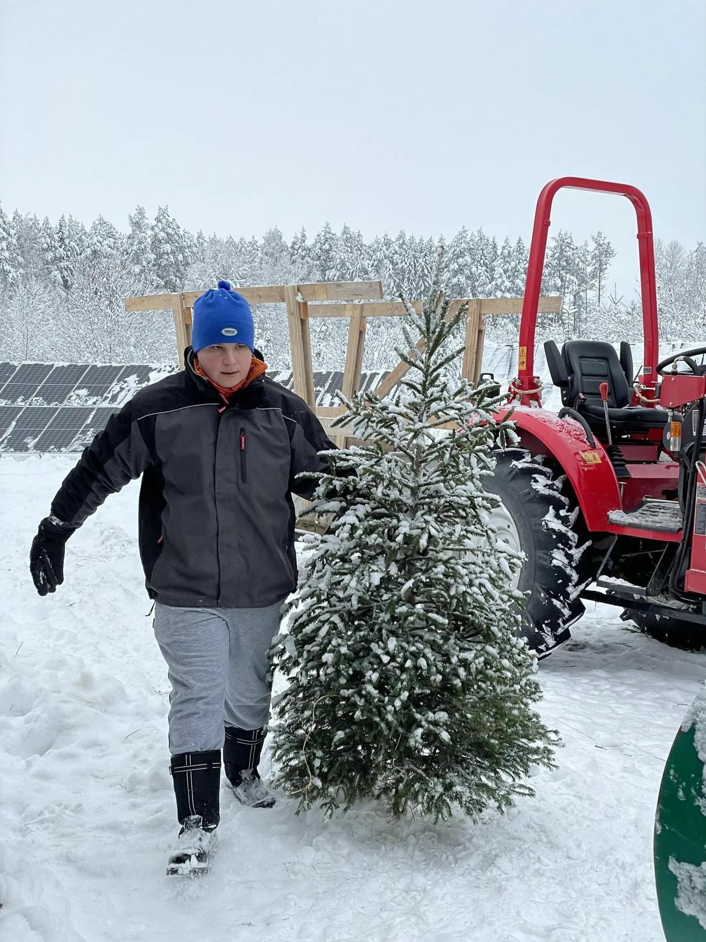 Valgamaal jõulukuuski kasvatav Kristjan Sepp on esimesed puud juba maha lõiganud.