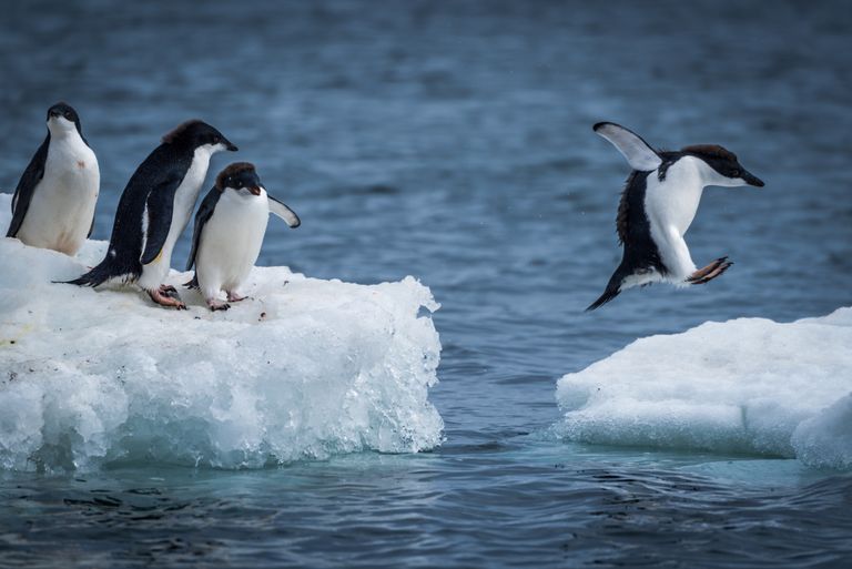 Пингвины, ФОТО: Scanpix